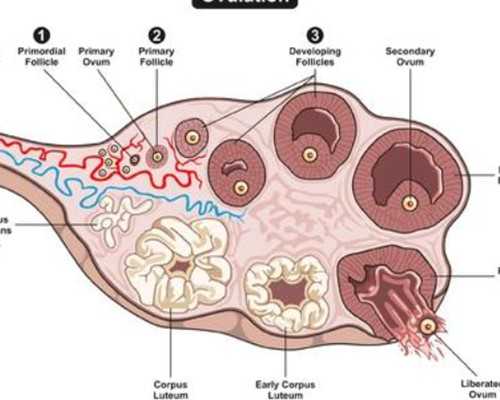 济南借卵子生要多少钱 济南军区总医院试管多少钱？有哪些手术花销？ ‘看四