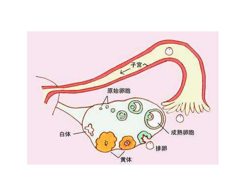 济南哪里供卵 济南省立医院试管婴儿检查项目有哪些？要做什么检查？ ‘看